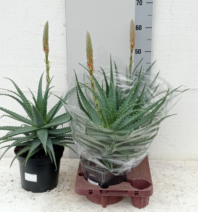 <h4>ALOE ARBORESCENS</h4>