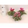 Cyclamen Super Serie Fuji Red