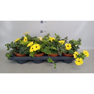 Thunbergia alata