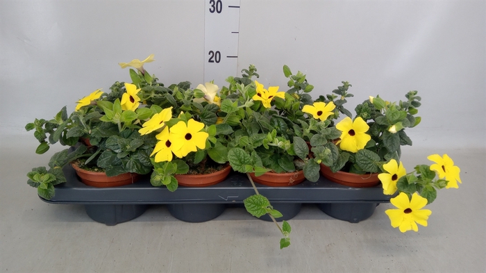 <h4>Thunbergia alata</h4>