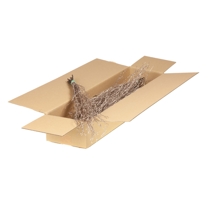 <h4>Birch 60cm Sb Warm Gold</h4>