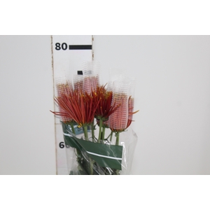 ANASTASIA CHISPA 080 CM BICOLOR