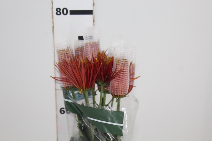 <h4>ANASTASIA CHISPA 080 CM BICOLOR</h4>