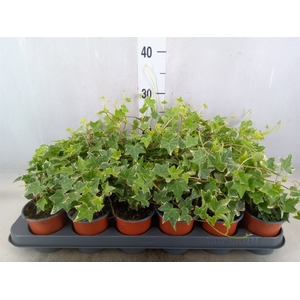 Hedera helix 'Eva'
