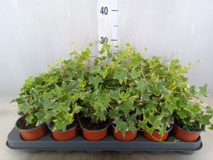 <h4>Hedera helix 'Eva'</h4>