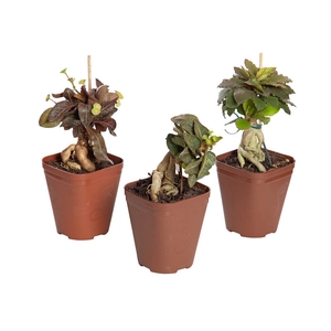 BONSAI EUPHORBIA FRANCOISII P12 QUADRADO