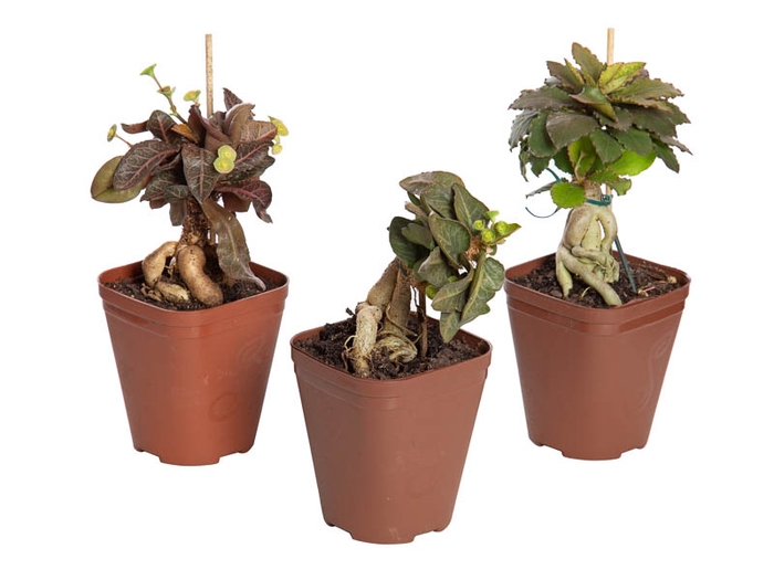 <h4>BONSAI EUPHORBIA FRANCOISII P12 QUADRADO</h4>
