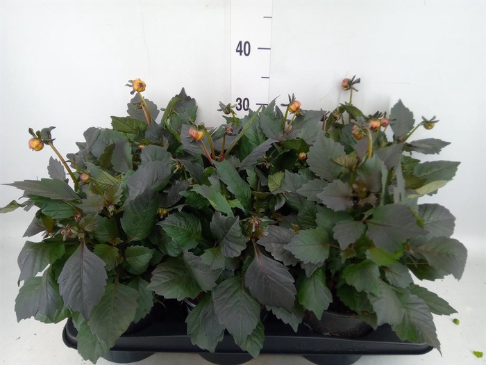 <h4>Dahlia  'Dahlinova Tempt Golden'</h4>