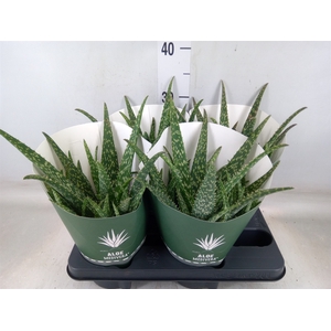 Aloe  'Tropical'