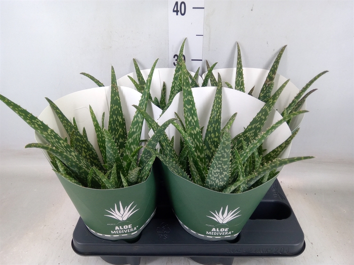 <h4>Aloe  'Tropical'</h4>