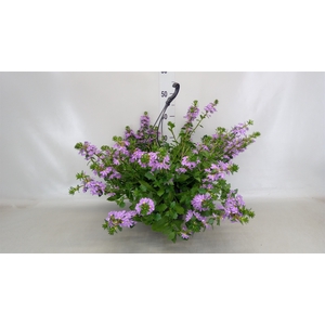 Scaevola saligna 'Saphira'
