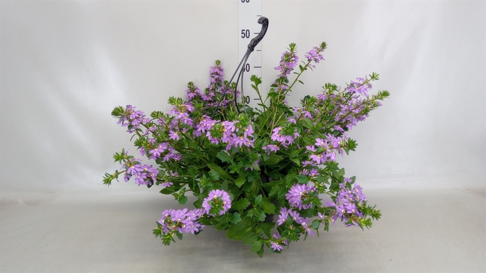 <h4>Scaevola saligna 'Saphira'</h4>