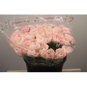 Ran.. Su Madame Extra X50