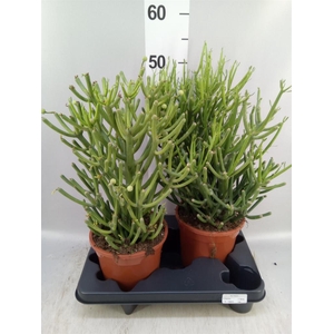 Euphorbia tirucalli