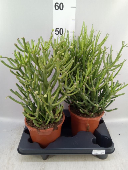 <h4>Euphorbia tirucalli</h4>