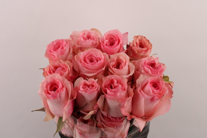 <h4>R Gr Luciano</h4>