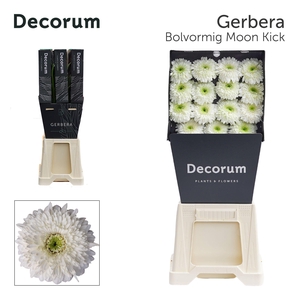 GE GB MOON KICK Diamond per kaart