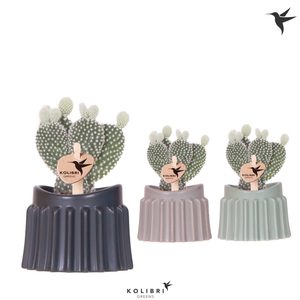 Kolibri Greens Opuntia white in Raw pot mix
