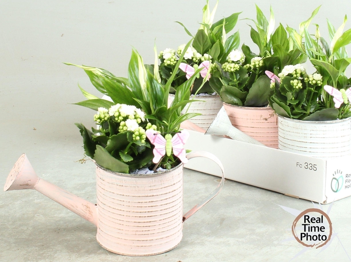 <h4>ARR KAMERPL</h4>