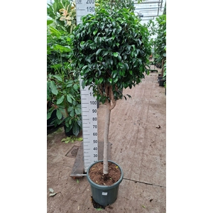 Ficus