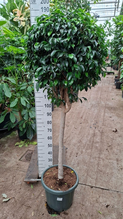 <h4>Ficus</h4>