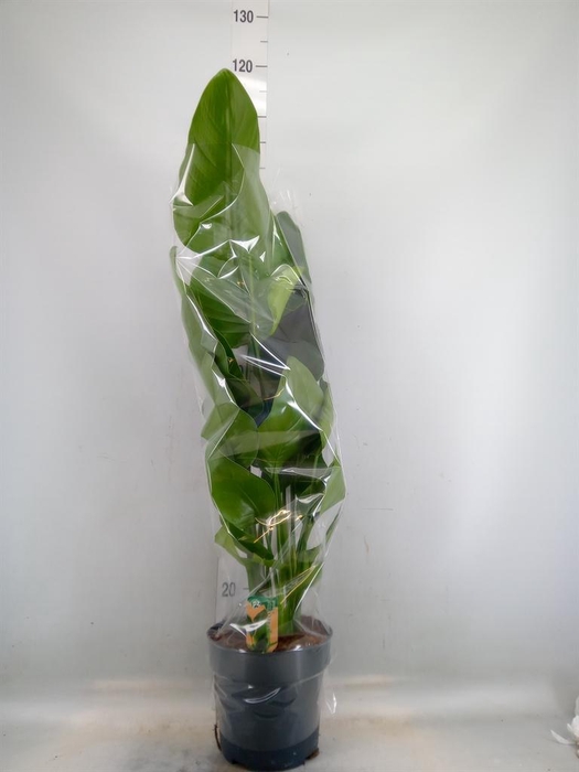 <h4>Strelitzia nicolai</h4>