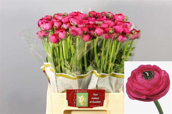 <h4>Ranunculus Elegance Hot Pink</h4>