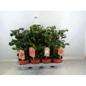 Camellia   ...mix 3