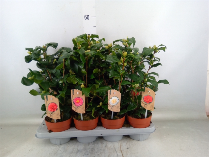 <h4>Camellia   ...mix 3</h4>