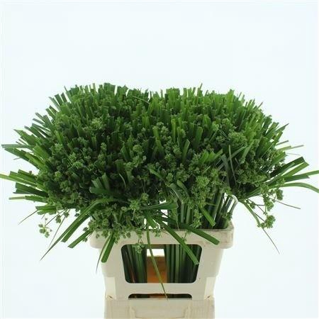 <h4>CYPERUS GLABER</h4>