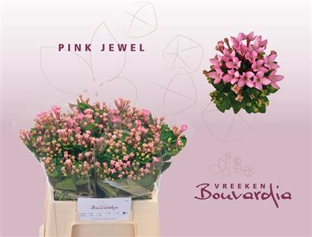 <h4>Bou En Pink Jewel</h4>
