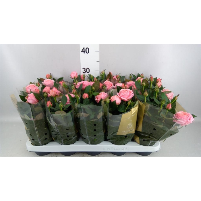 <h4>Rosa  'Adele Kordana Grande'</h4>