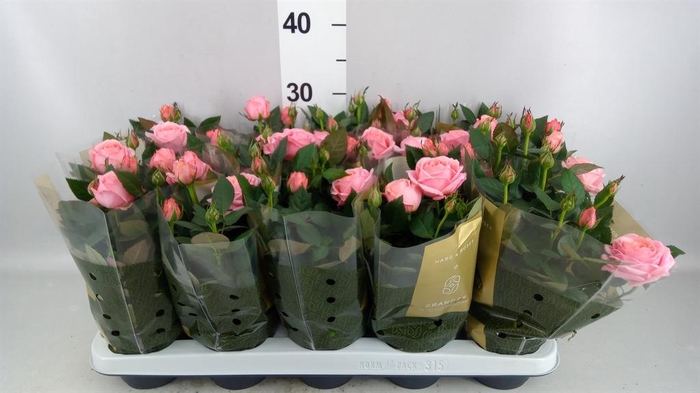 Rosa  'Adele Kordana Grande'