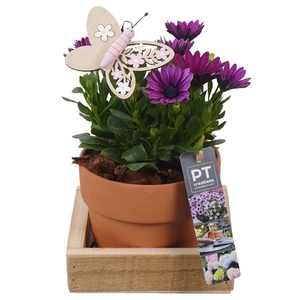 Arrangementen Perkplanten terra cotta PTPP6918 Osteospermum