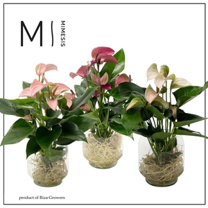 Mimesis Anthurium KARMA Multi Mix - Aqua di Karma Chicago M
