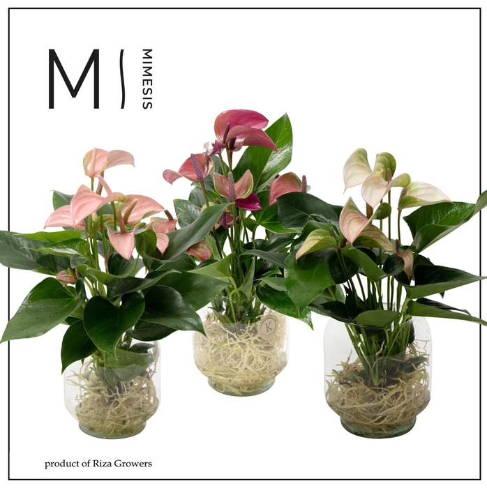 <h4>Mimesis Anthurium KARMA Multi Mix - Aqua di Karma Chicago M</h4>