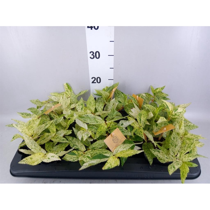 <h4>Pellionia repens 'Variegata'</h4>