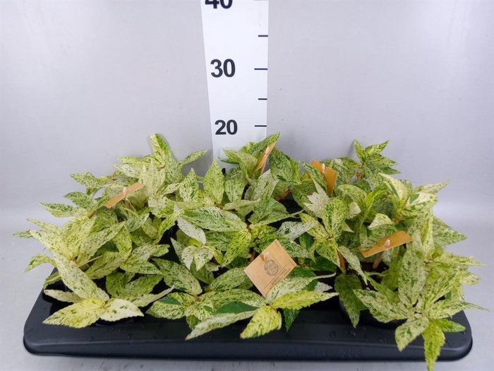 Pellionia repens 'Variegata'