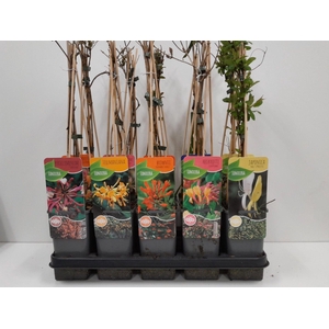 Lonicera mix