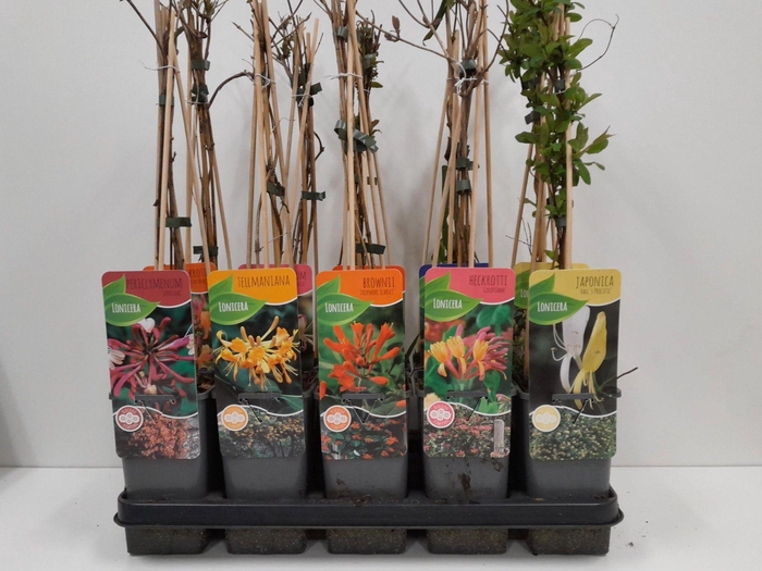 <h4>Lonicera mix</h4>