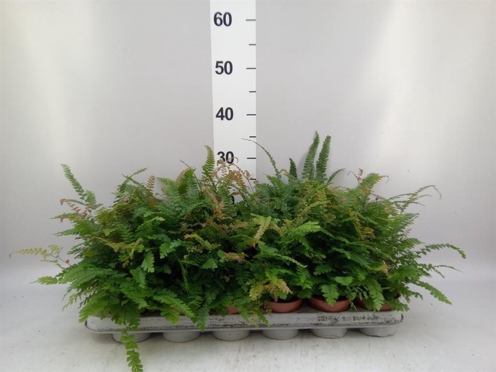 <h4>Adiantum hispi. 'Bronze Venus'</h4>