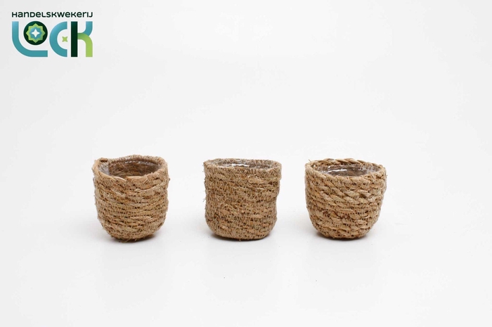 <h4>Stef Rotan Nature</h4>