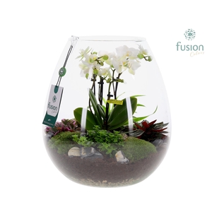 Green Bottle Abby XLarge met 4tak Phalaenopsis arrangement 24 uurs levertijd