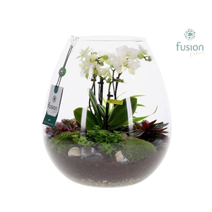 Green Bottle Abby XLarge met 4tak Phalaenopsis arrangement 24 uurs levertijd