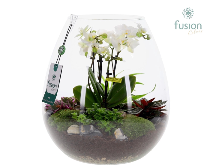 <h4>Green Bottle Abby XLarge met 4tak Phalaenopsis arrangement 24 uurs levertijd</h4>