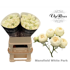 R TR MANSFIELD WHITE PARK