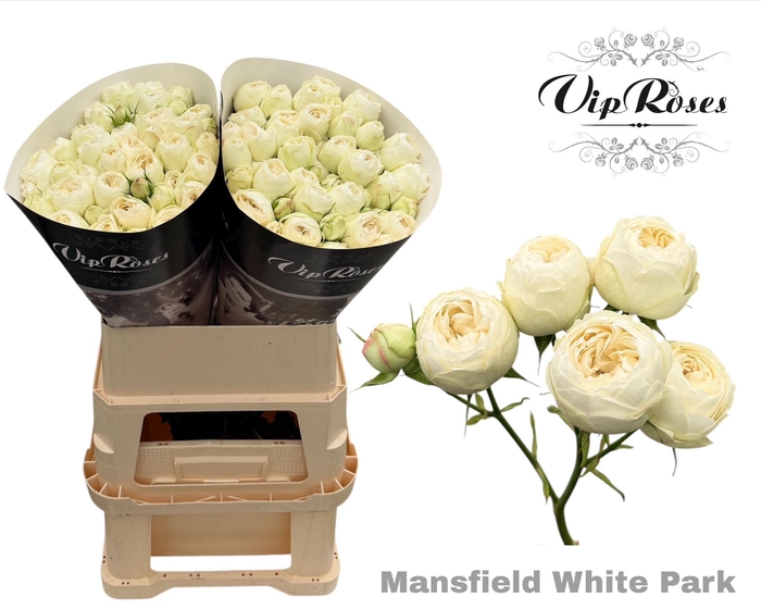 <h4>R TR MANSFIELD WHITE PARK</h4>