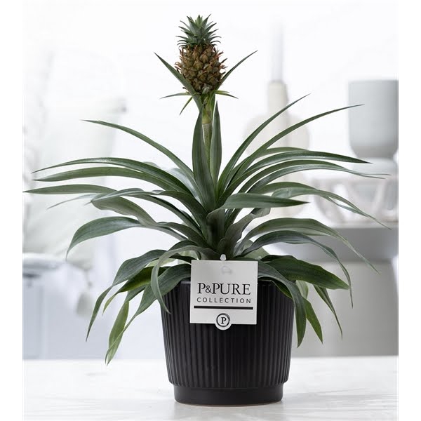 <h4>Ananas Rosita in P&PURE Liv ceramics matt black</h4>