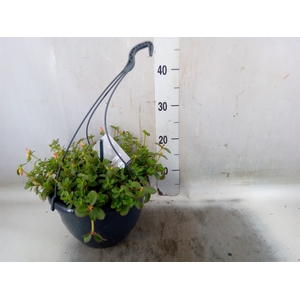 Portulaca   ...mix in pot