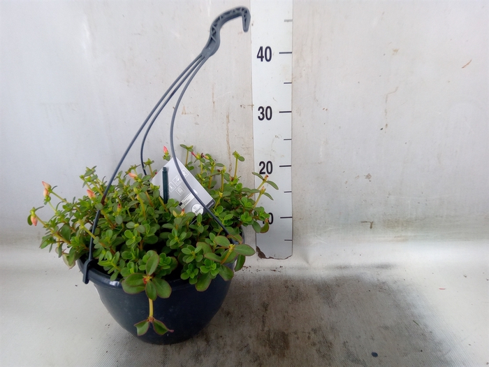 <h4>Portulaca   ...mix in pot</h4>
